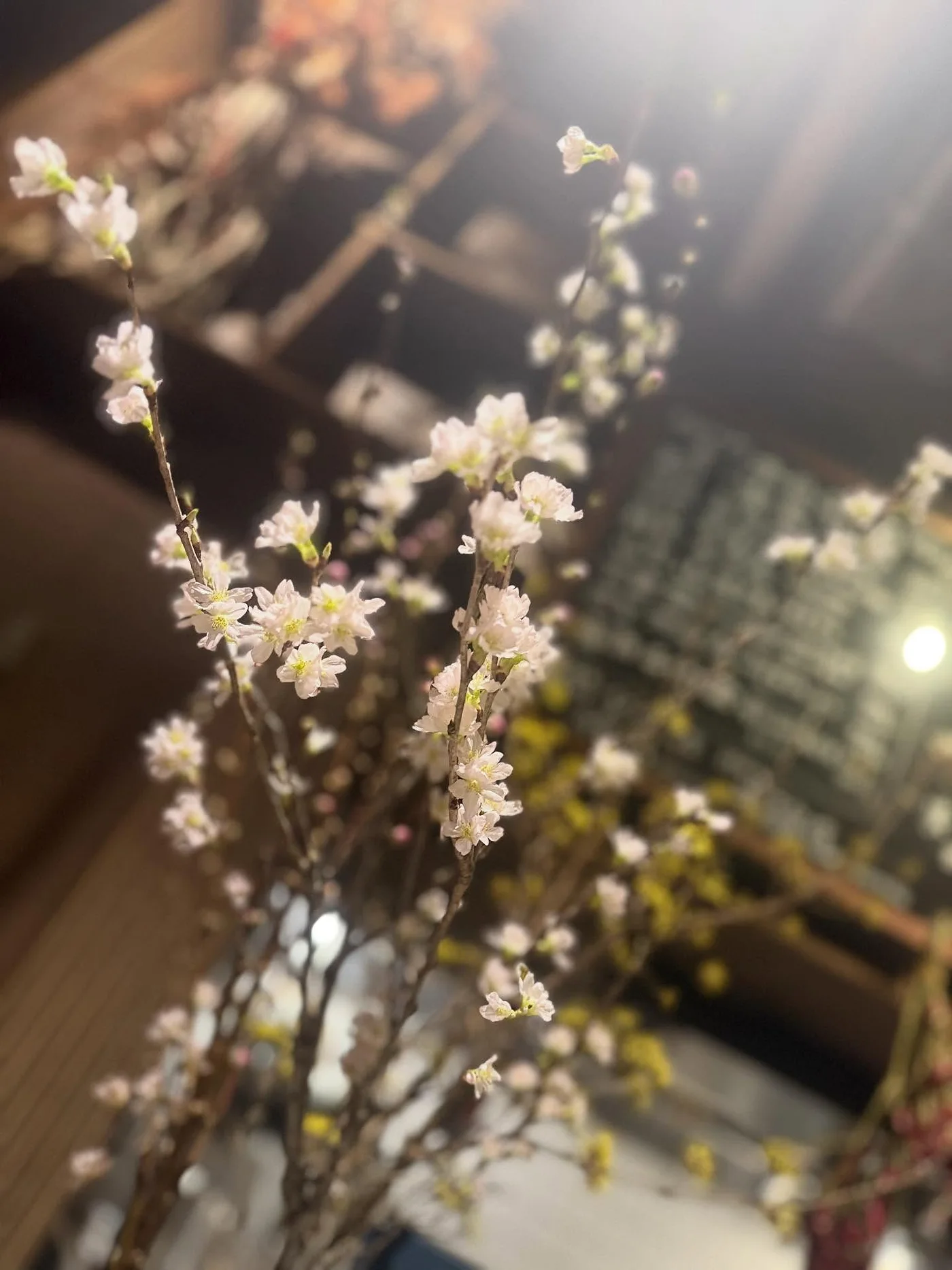 店に飾った桜の枝